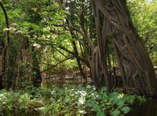 Pădurile din pădurile amazoniene, hasta pronto