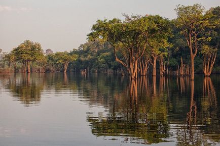 Descrierea pădurilor din Amazon, fotografiile și videoclipurile