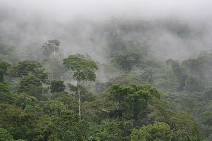 Descrierea pădurilor din Amazon, fotografiile și videoclipurile