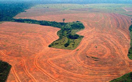 Az erdők az Amazonas leírás, képek és videó