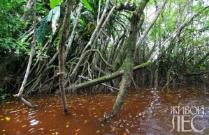 Ліси амазонки - інтернет-журнал «живий ліс»