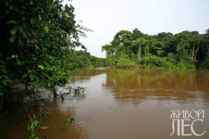 Pădurile Amazonului - revista online 