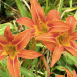 daylily Hybrid