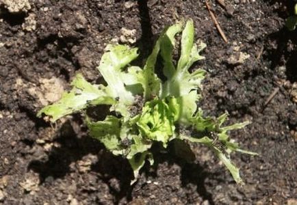 Lectură salată - boli și dăunători, cum să lupți, ziua dacha