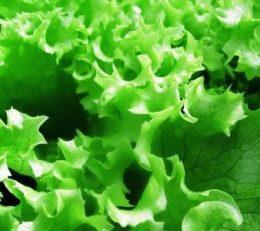 Листовий салат - хвороби і шкідники, як боротися, день дачника