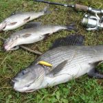 Ragályos sabrefish fonás közelében Trukhaniv Island