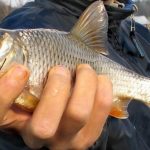 Ragályos sabrefish fonás közelében Trukhaniv Island