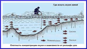 Ловля окуня по першому льоду - секрети успішної риболовлі