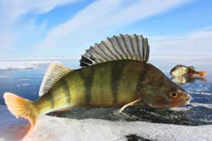 Ловля окуня по першому льоду - секрети успішної риболовлі