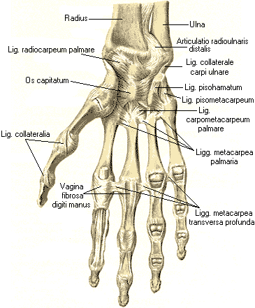 Încheietura încheieturii mâinii este