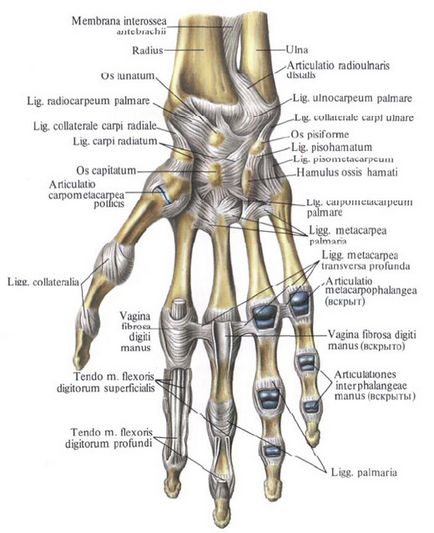 Încheietura încheieturii mâinii este