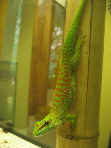 Ziua gecko a Madagascarului (phelsuma - felsum, madagascariensis - Madagascar) - acasă