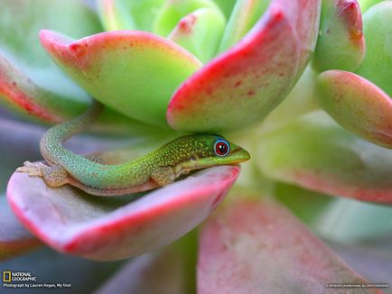 Ziua gecko a Madagascarului (phelsuma - felsum, madagascariensis - Madagascar) - acasă
