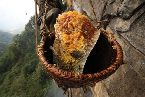 Miere de albine sălbatice în natură, caracteristici, proprietăți vindecătoare și producție