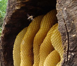 Miere de albine sălbatice în natură, caracteristici, proprietăți vindecătoare și producție