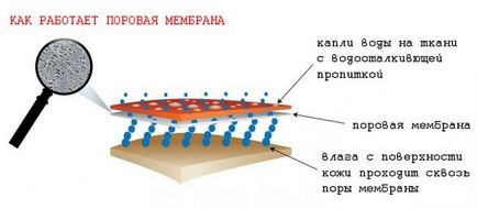 Țesutul membranar