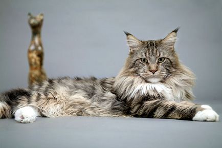 Мейн кун, американська єнотова кішка фото, все про мейн куне покупка кошеня, утримання та догляд,