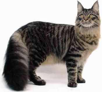 Maine Coon (pisica nord-americană cu păr lung)