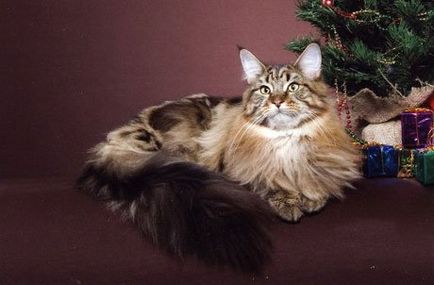 Maine Coon (pisica nord-americană cu păr lung)