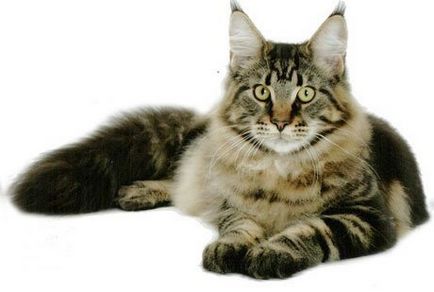 Maine Coon (pisica nord-americană cu păr lung)