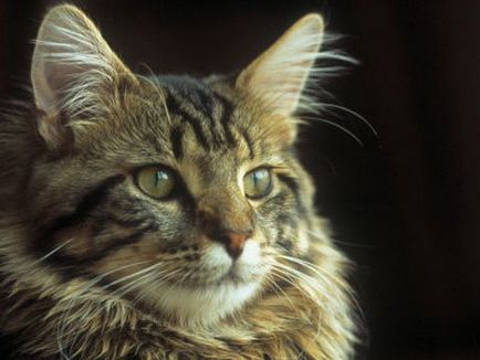 Maine Coon (pisica nord-americană cu păr lung)