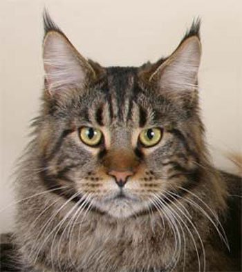 Maine Coon (pisica nord-americană cu păr lung)