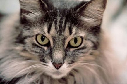 Maine Coon (pisica nord-americană cu păr lung)