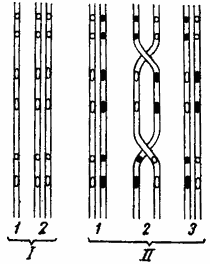 A meiózis (csökkentés Division)