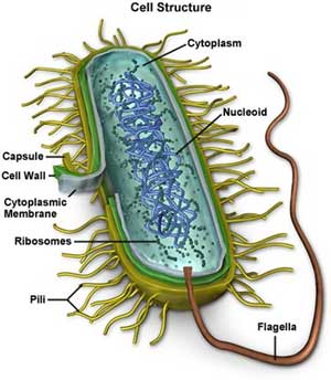 Mycoplasmosis, hatékony kezelése mycoplasmosis a RANS SRI - Edis mézzel - (vizsgálni