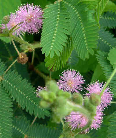 Mimoza este bashful - descriere, îngrijire și reproducere, greenhome