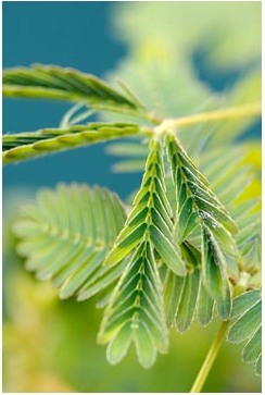 Mimoza este bashful - descriere, îngrijire și reproducere, greenhome