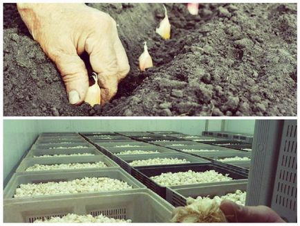 Mini de afaceri pentru a crește usturoi pe 20 de hectare