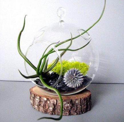 Mini kert egy üveg kezével nagy ötletek kis florariuma