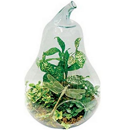 Mini grădină într-o sticlă cu propriile mâini idei grandioase pentru un florariu mic