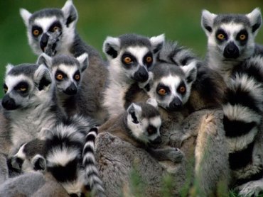 Lumea naturii sălbatice este lemurs doar vorbind cu prietenii