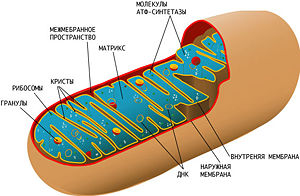 A mitokondriumok - a