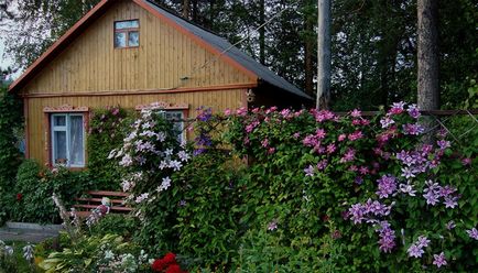 Flori perene pentru cabana de vara, care nu necesita ingrijire si infloreste toate numele de vara