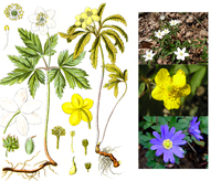 Багаторічники, багаторічні рослини фото і назви