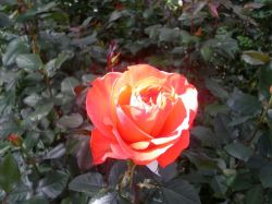 Moksa rózsafüzér - utazási blog
