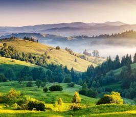 Poate iarba (stevia) să ne înlocuiască cu zahăr