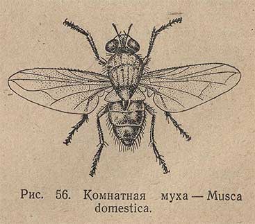 Мухи - шкідливість, заходи боротьби та профілактика