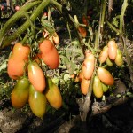 Наші улюблені томатні ліани, насіння від Лазаревих - насіння поштою
