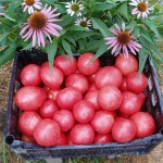 Наші улюблені томатні ліани, насіння від Лазаревих - насіння поштою