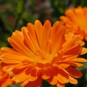 Tinctura de calendula in ureche - poate fi picurata la un copil cu inflamatie