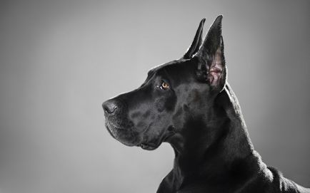 German Great Dane fotografie, descrierea rasei, natura, alimente și prețuri