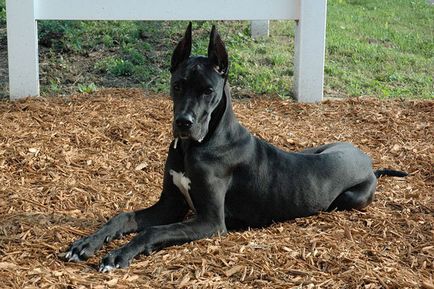 German Great Dane fotografie, descrierea rasei, natura, alimente și prețuri