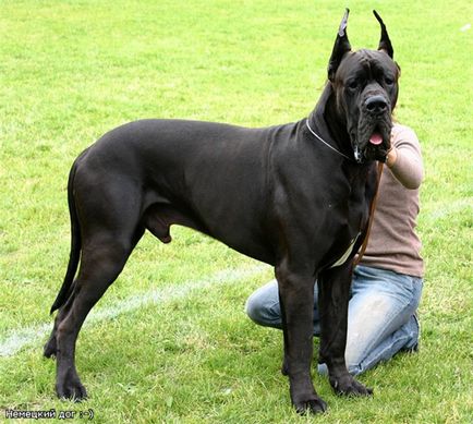 German Great Dane fotografie, descrierea rasei, natura, alimente și prețuri