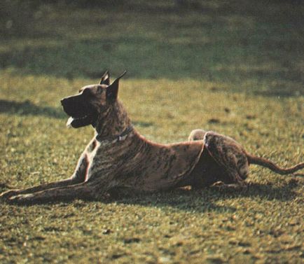 German Great Dane fotografie, descrierea rasei, natura, alimente și prețuri