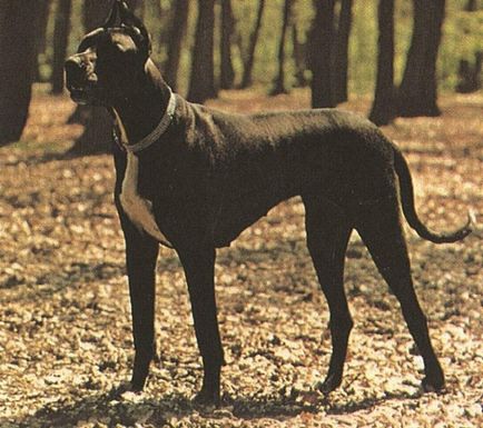 German Great Dane fotografie, descrierea rasei, natura, alimente și prețuri