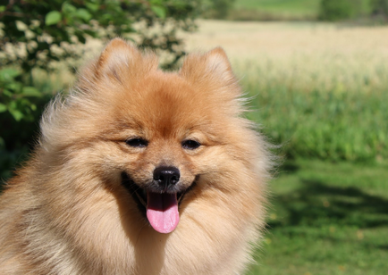 Німецький малий шпіц (кляйншпіц) собака фото, ціна, характер
